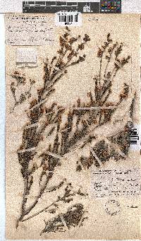 Erica calycina image