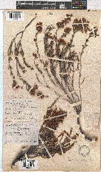 Erica calycina image