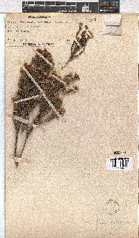 Erica calycina image