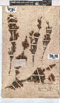 Erica calycina image