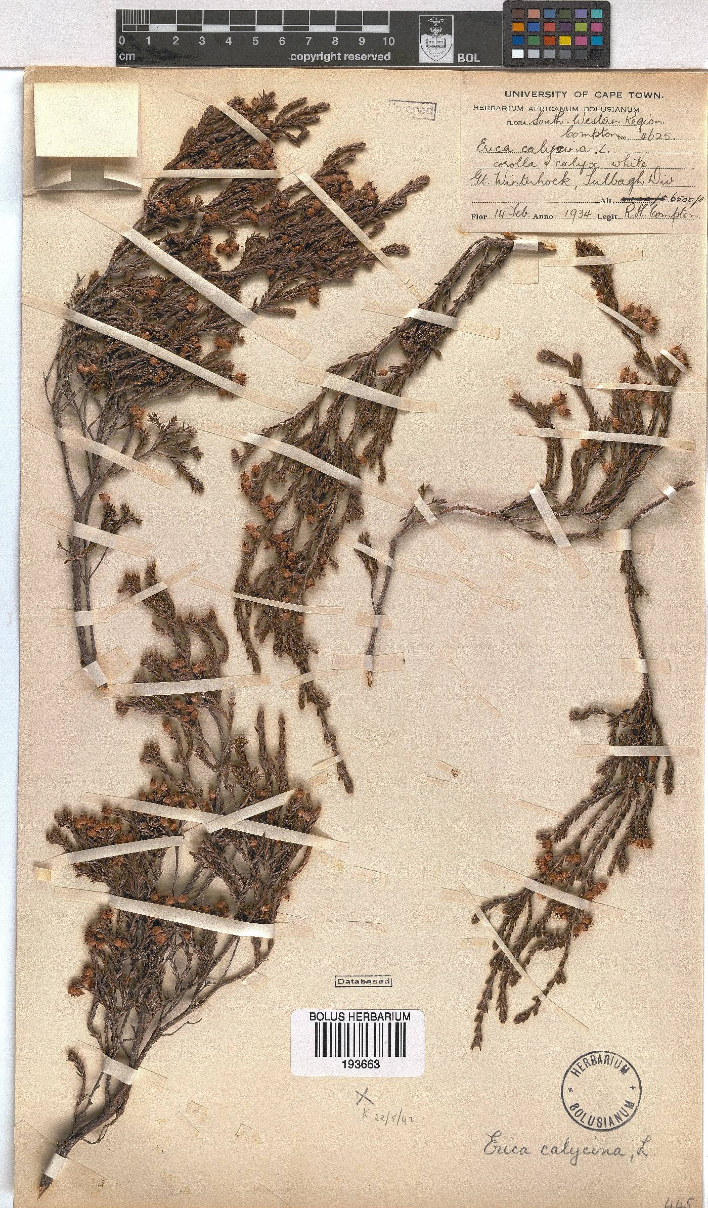 Erica calycina image