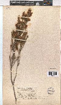 Erica calycina image