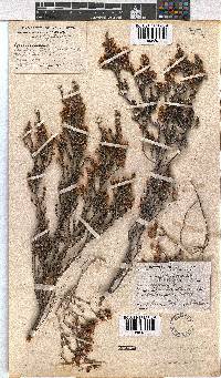 Erica pseudocalycina image