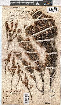 Erica calycina image