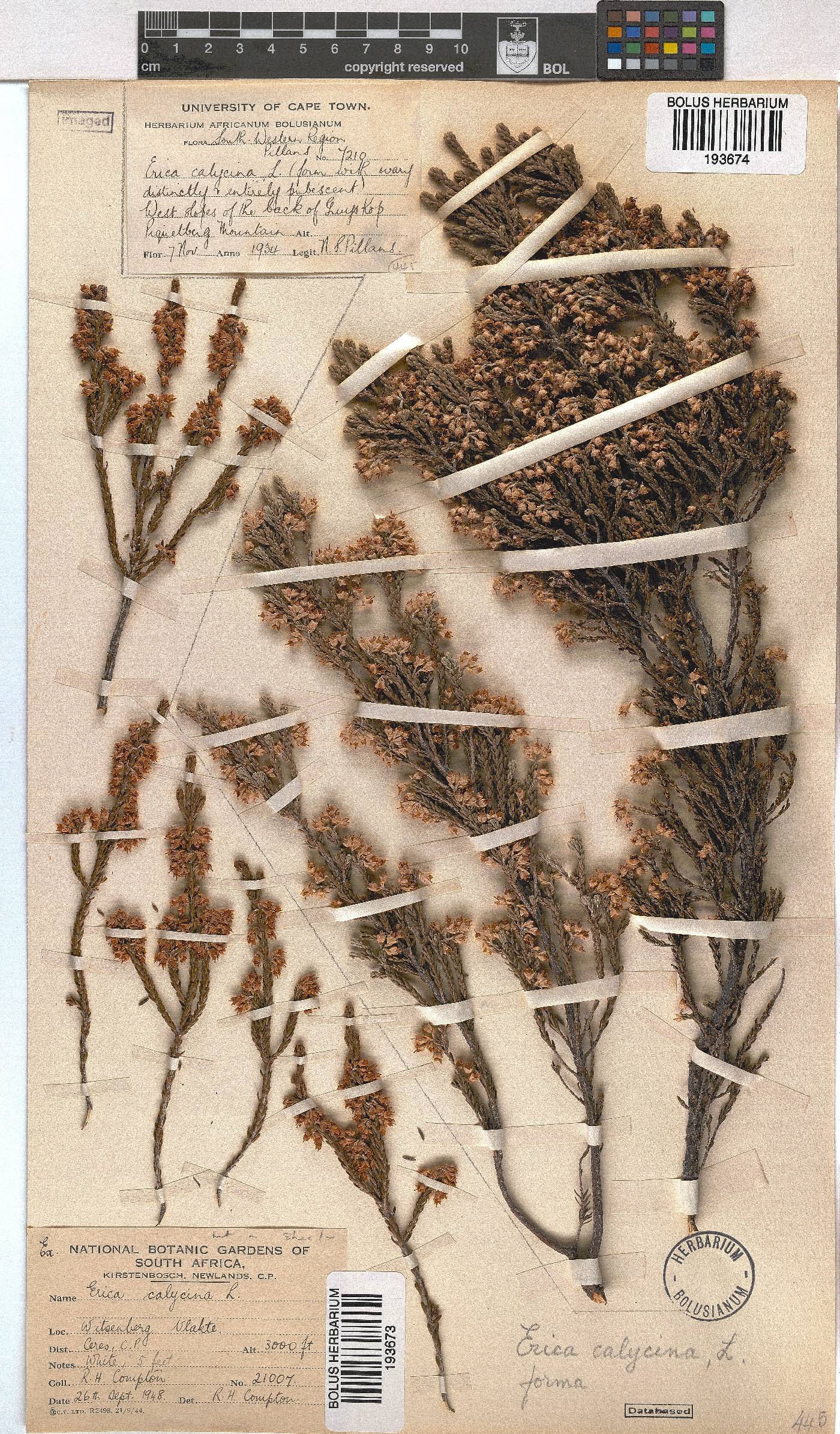 Erica calycina image