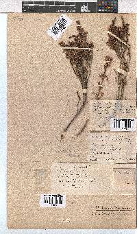 Erica pseudocalycina image