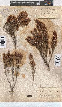 Erica pseudocalycina image