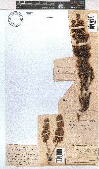 Erica pseudocalycina image