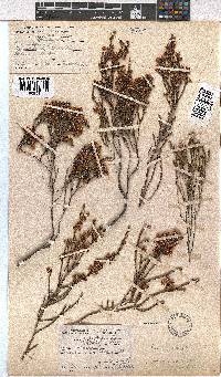 Erica pseudocalycina image