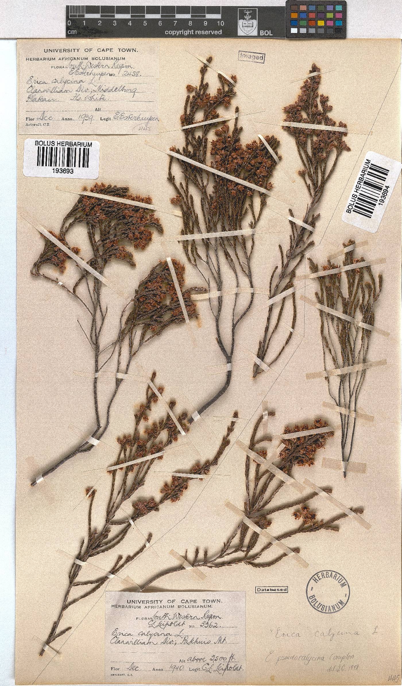 Erica pseudocalycina image