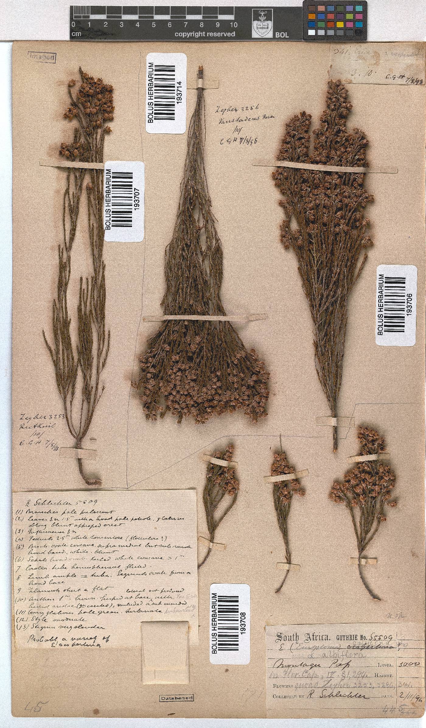 Erica pseudocalycina image