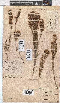 Erica pseudocalycina image