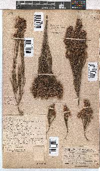 Erica pseudocalycina image