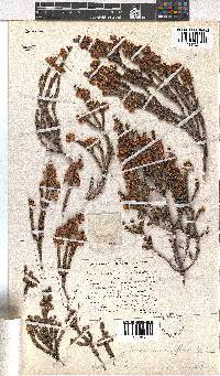 Erica viscidiflora image