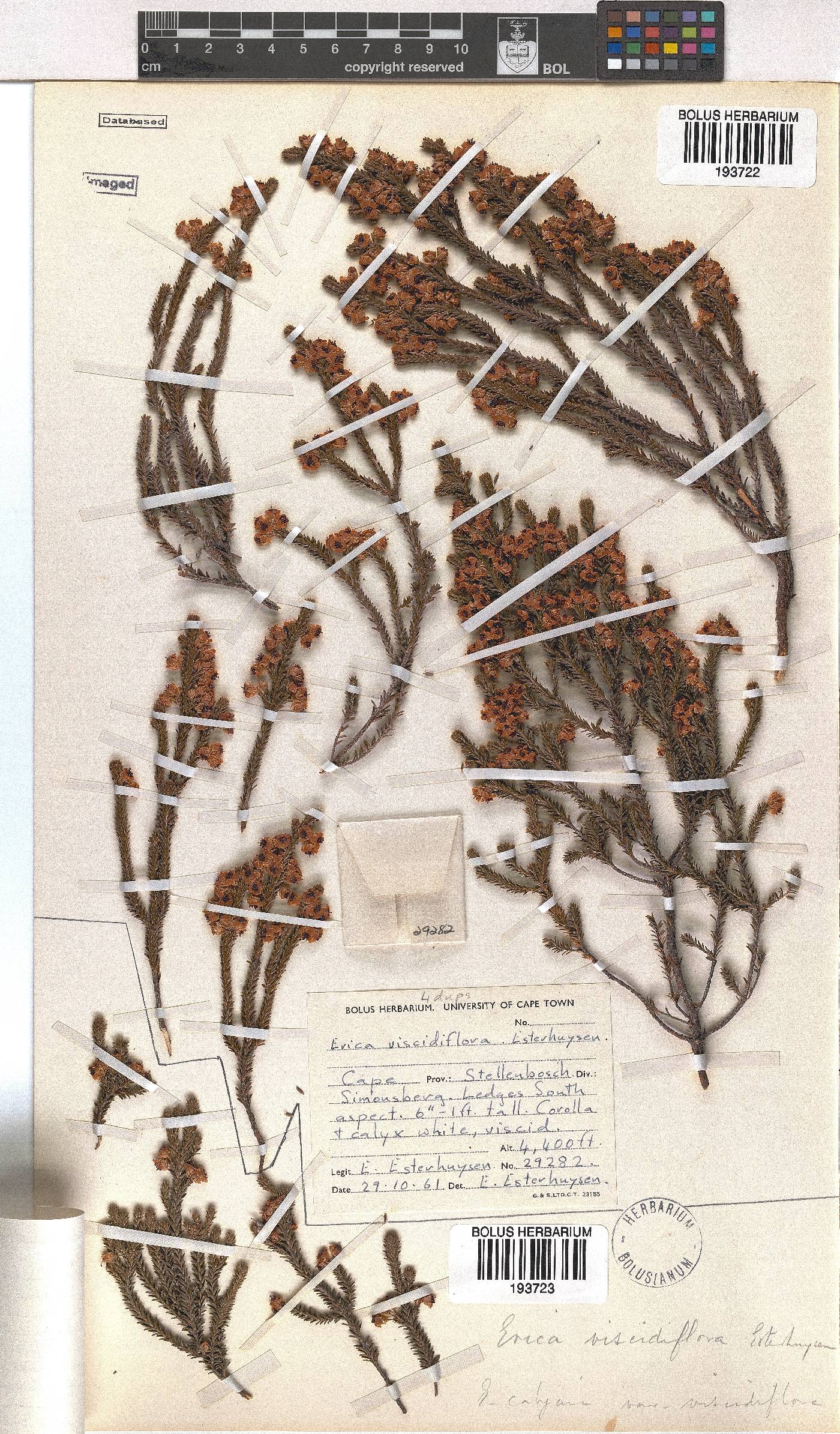 Erica viscidiflora image