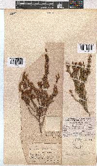 Erica viscidiflora image