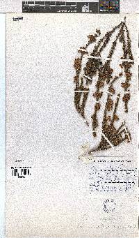 Erica viscidiflora image