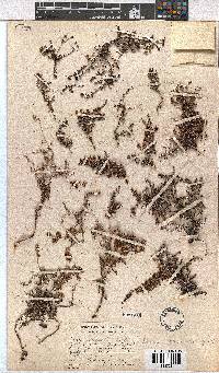 Erica saxicola image