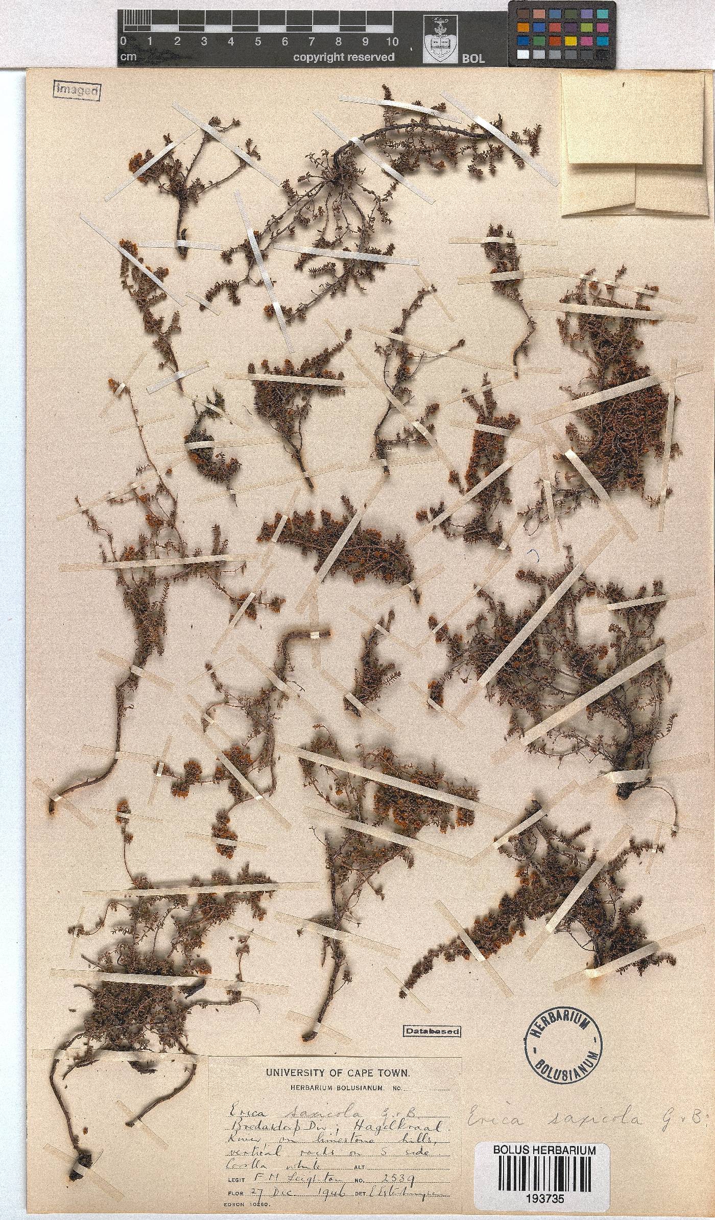 Erica saxicola image