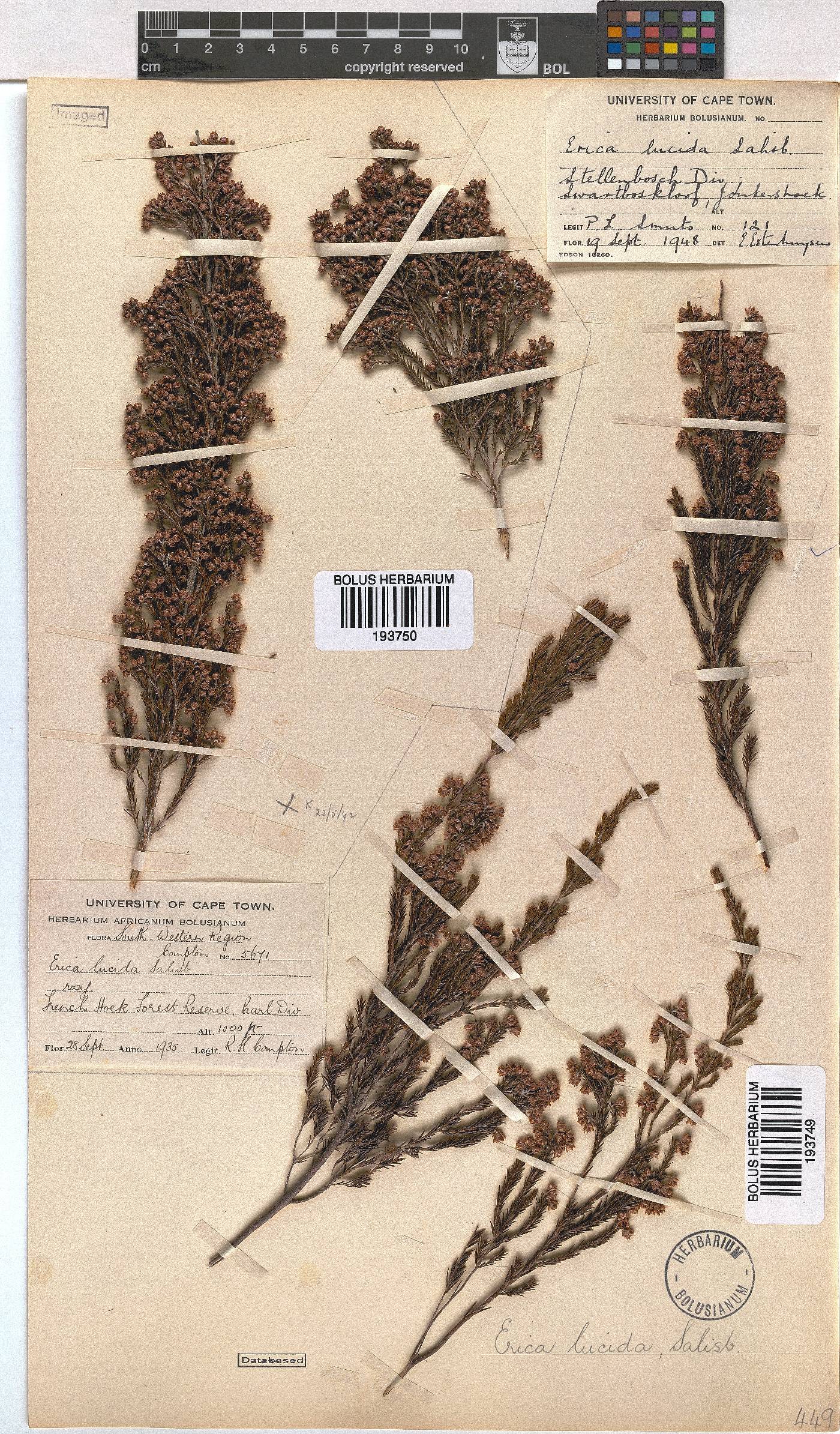 Erica lucida image