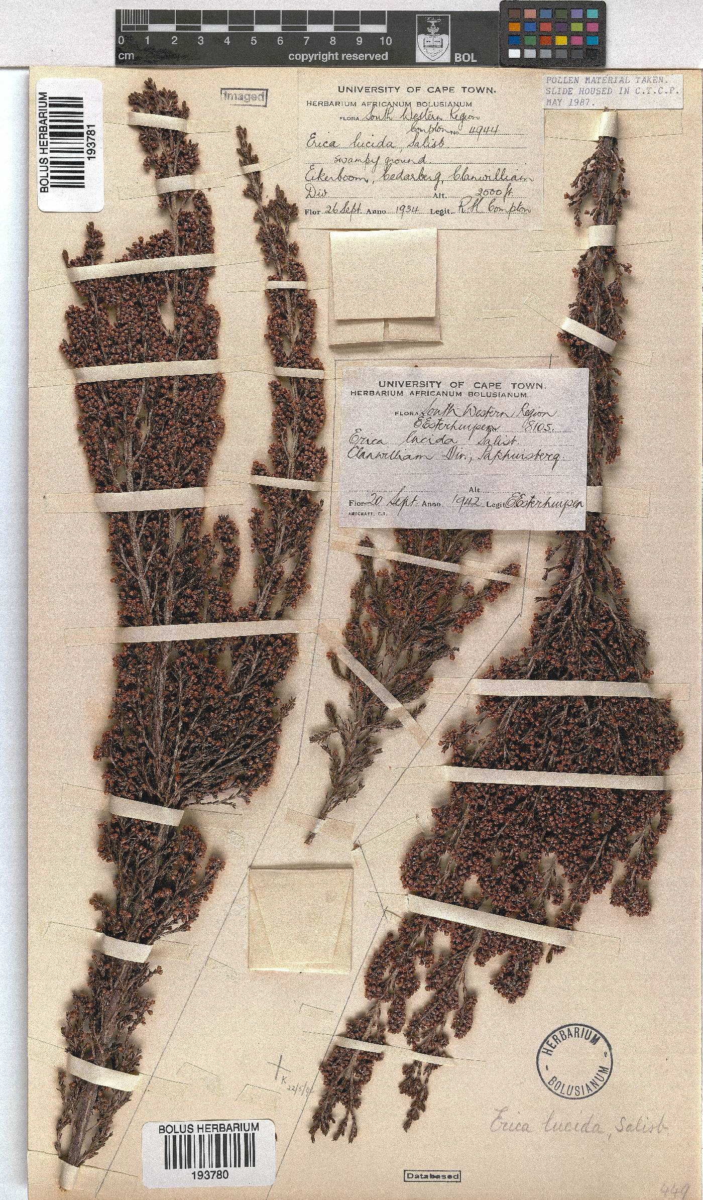 Erica lucida image