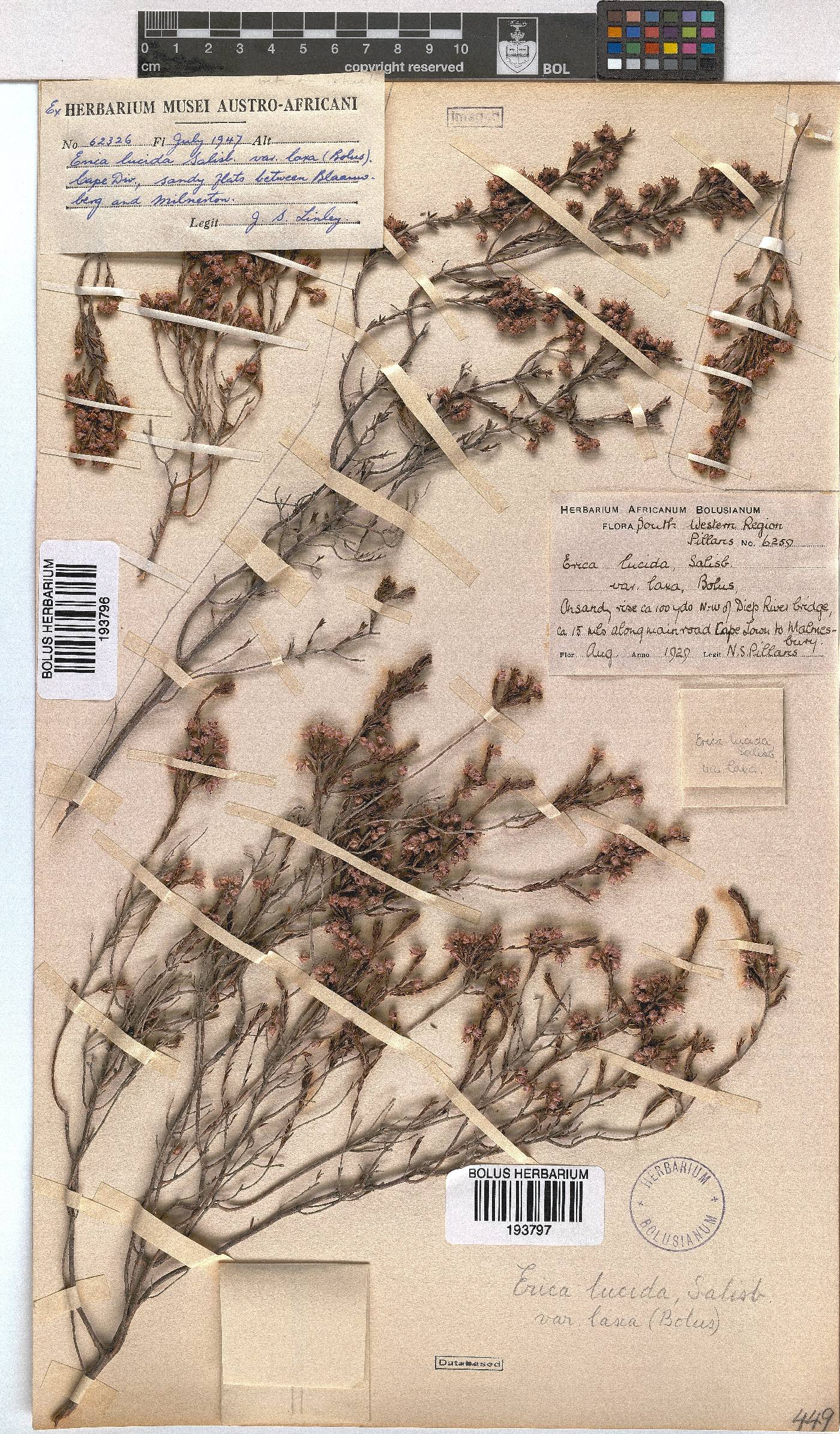 Erica lucida var. laxa image