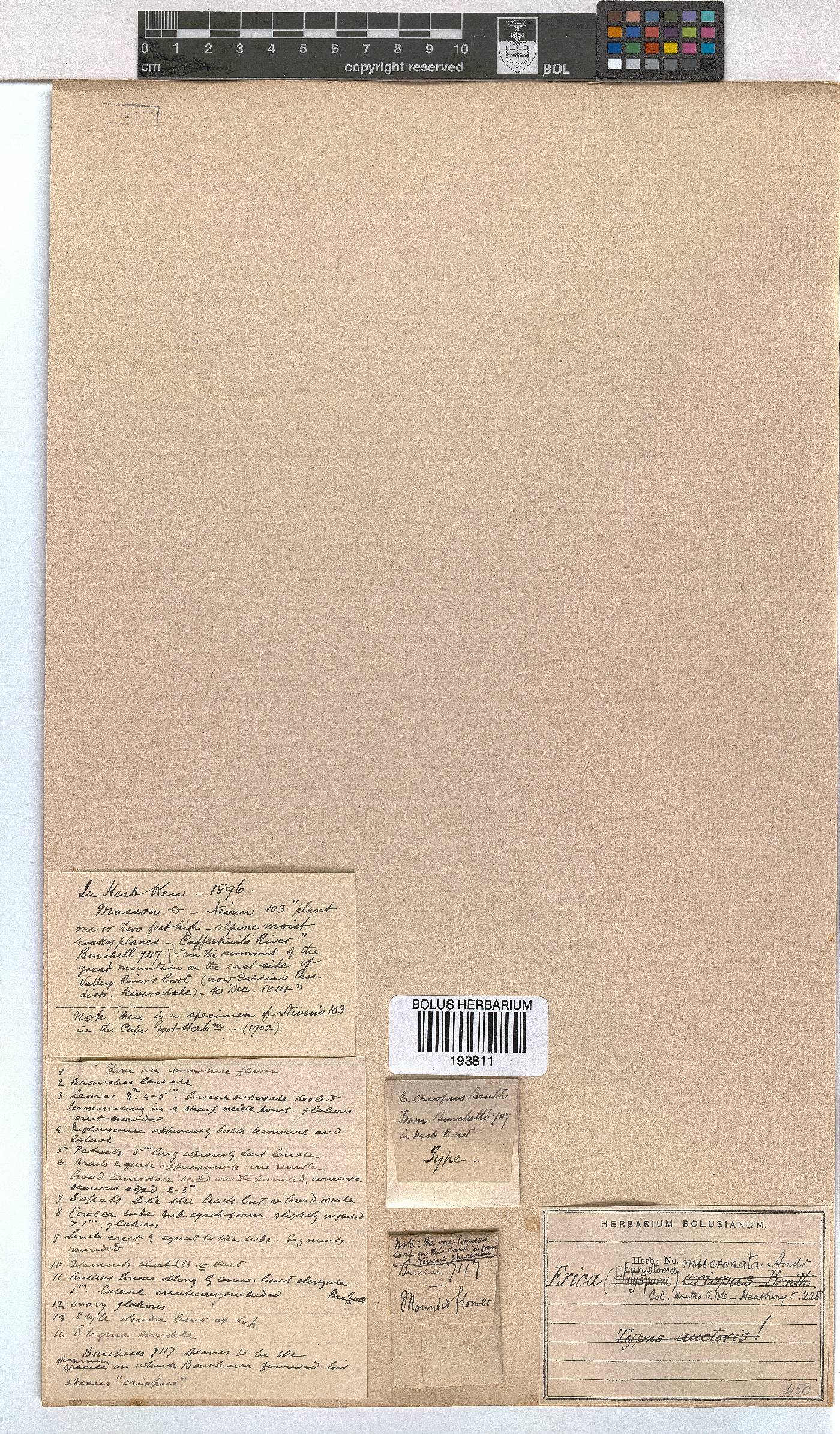 Erica mucronata image