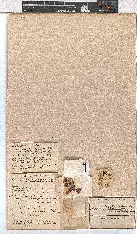 Erica mucronata image