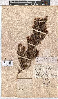 Erica mucronata image