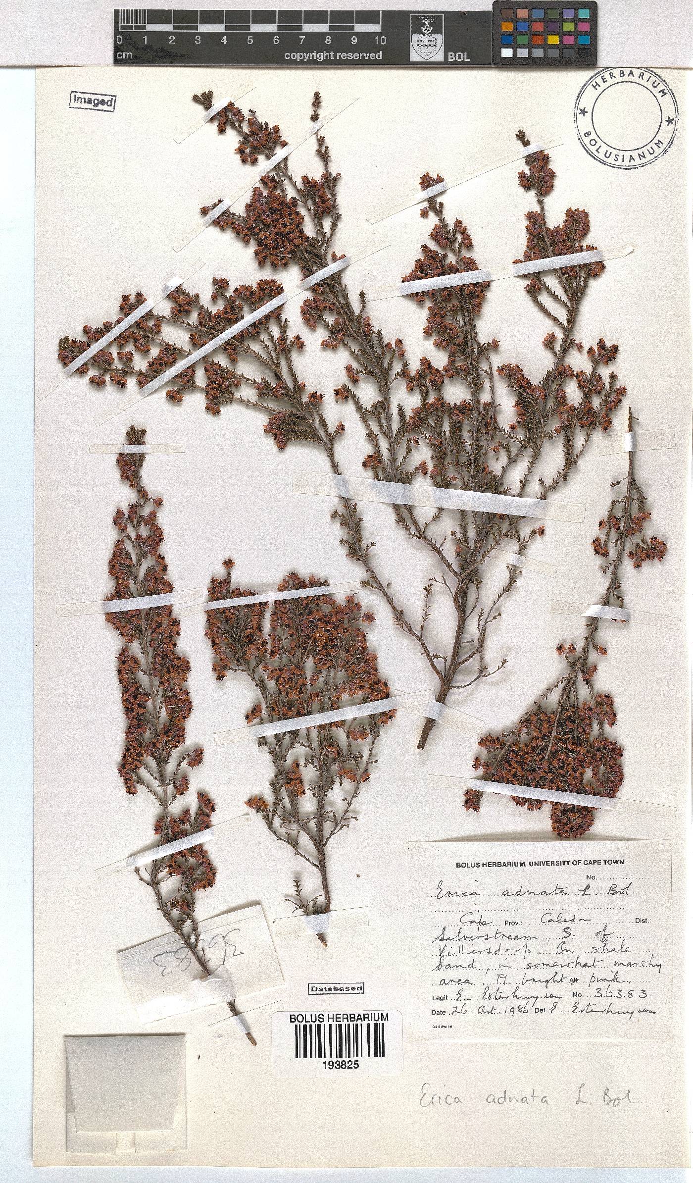 Erica adnata image