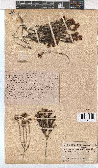 Erica seriphiifolia image