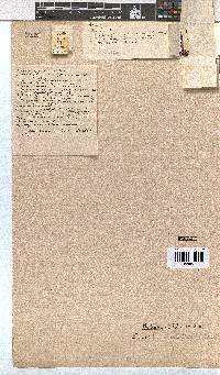 Erica seriphiifolia image