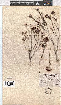 Erica seriphiifolia image