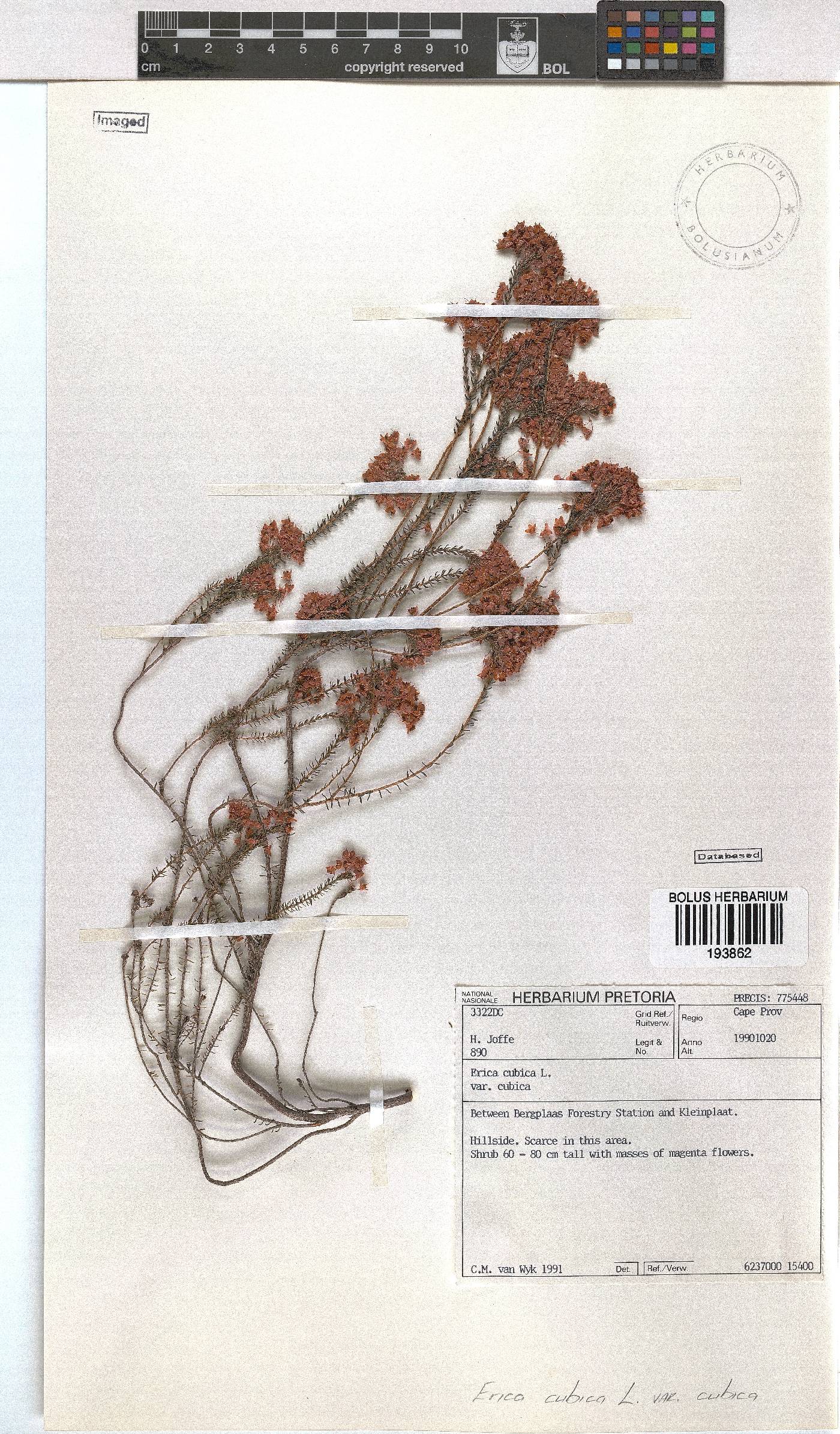 Erica cubica var. cubica image