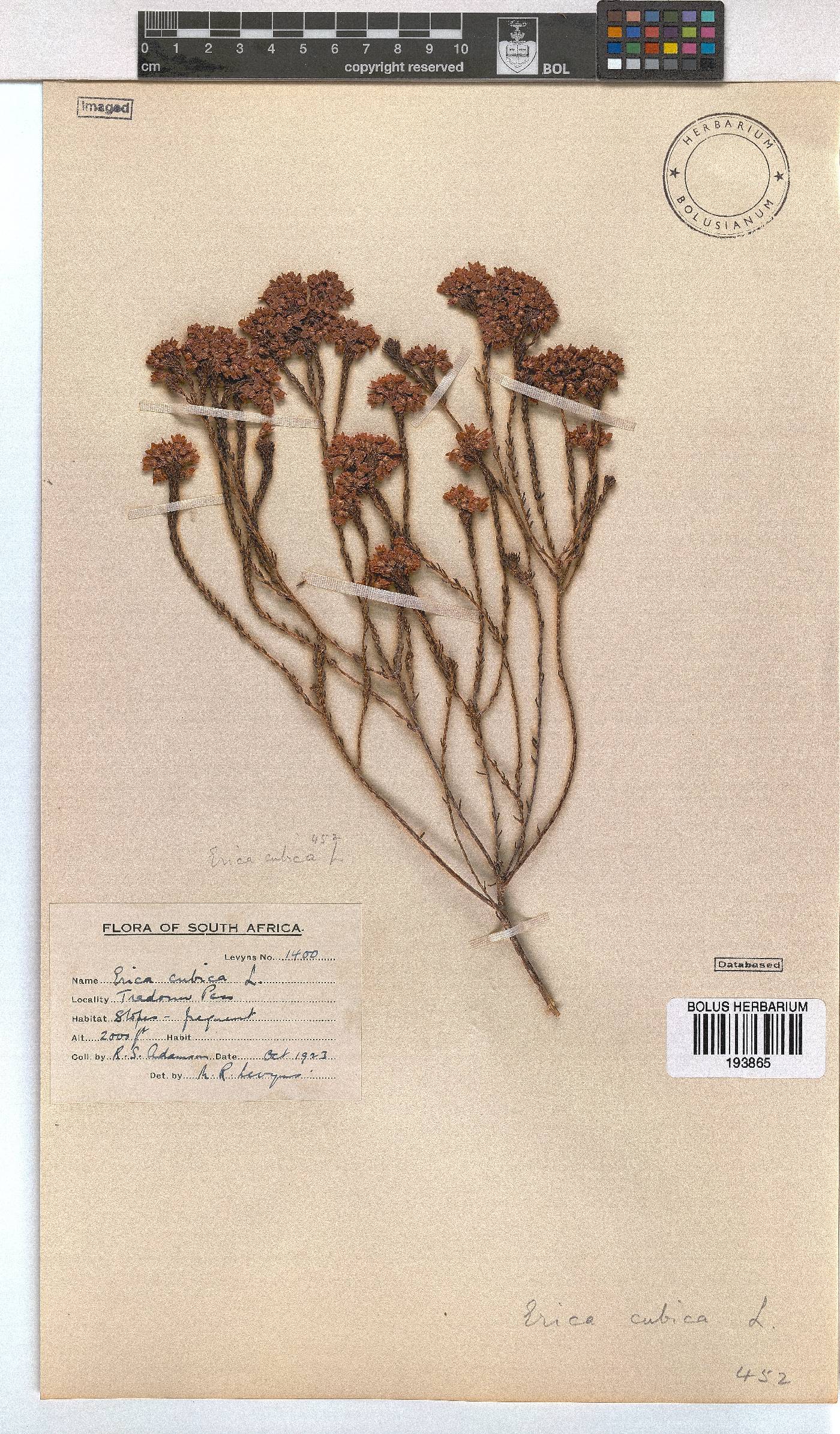 Erica cubica var. cubica image