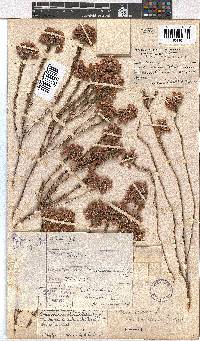 Erica cubica var. natalensis image