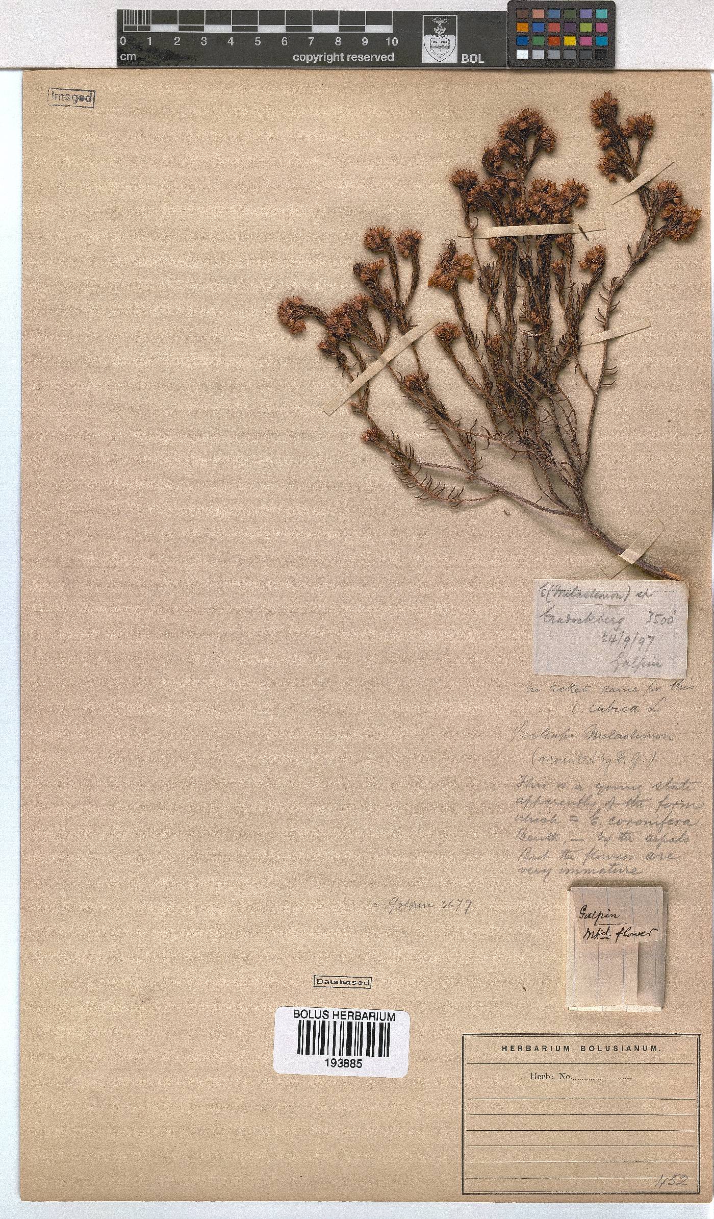 Erica cubica var. cubica image