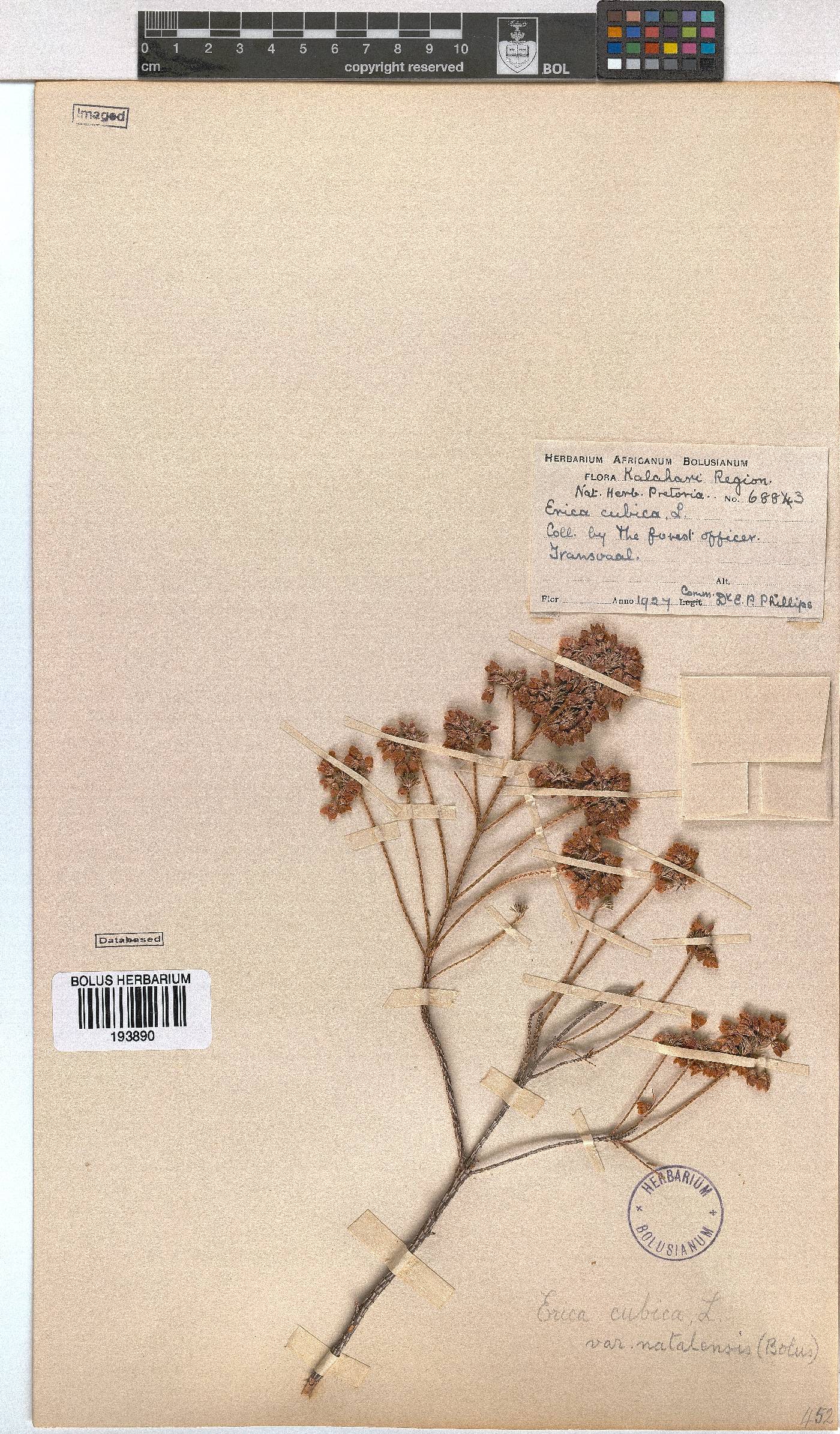 Erica cubica var. natalensis image