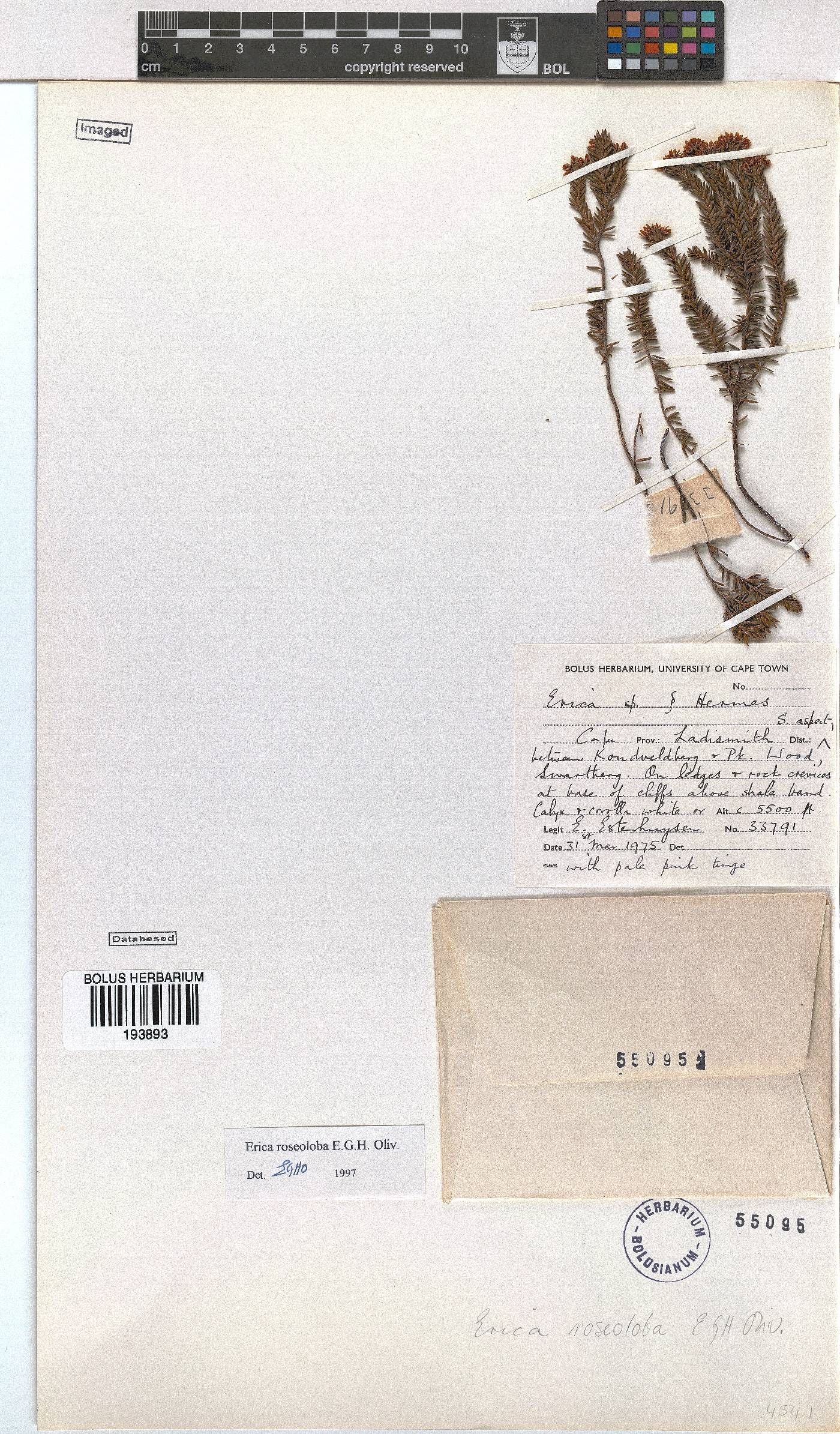 Erica roseoloba image