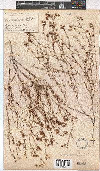 Erica tetrathecoides image