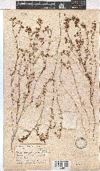 Erica tetrathecoides image