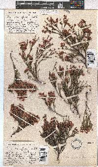 Erica humifusa image