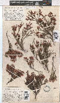 Erica humifusa image