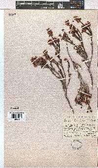 Erica humifusa image