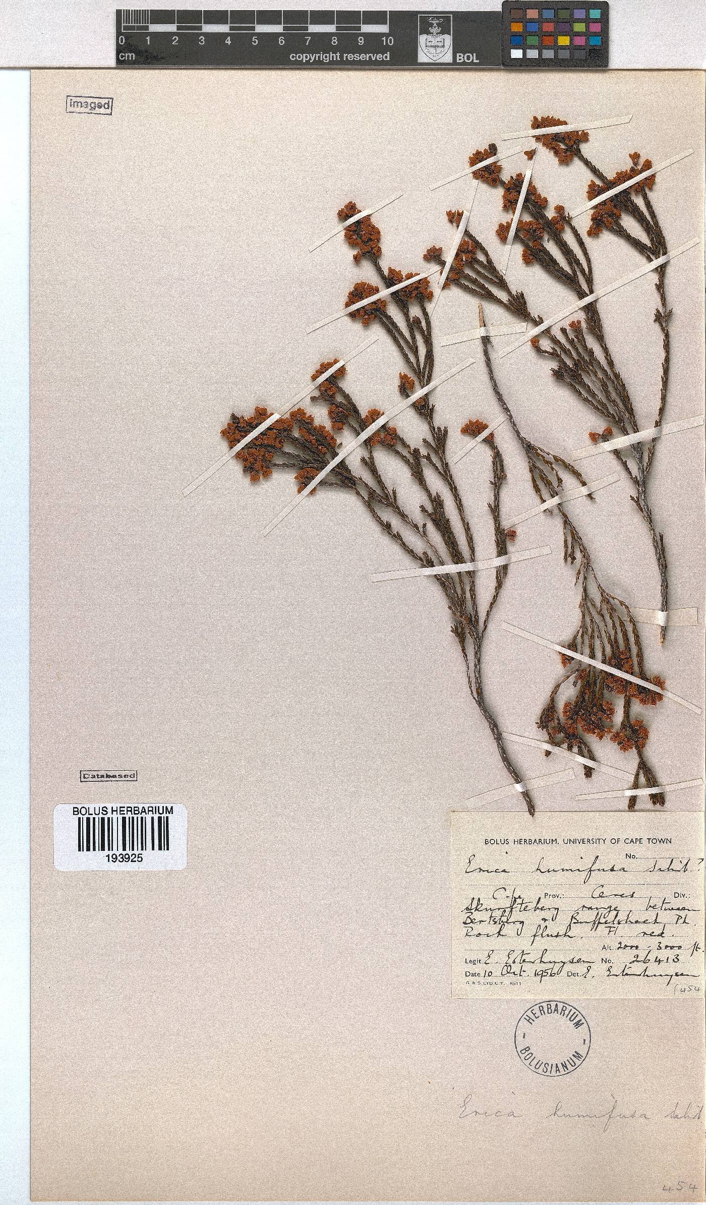 Erica humifusa image