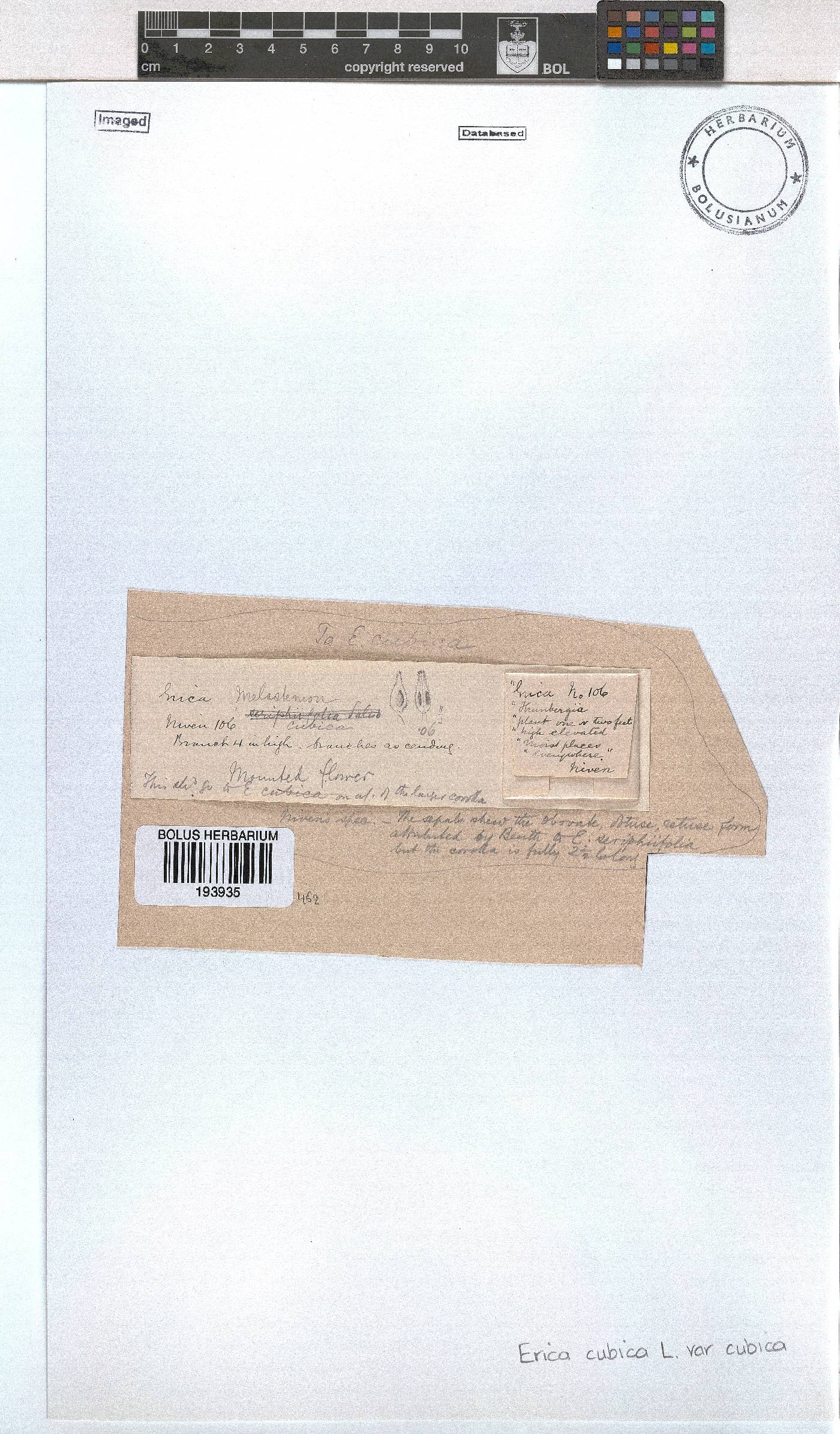 Erica cubica var. cubica image