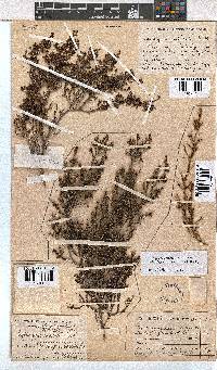 Erica phacelanthera image