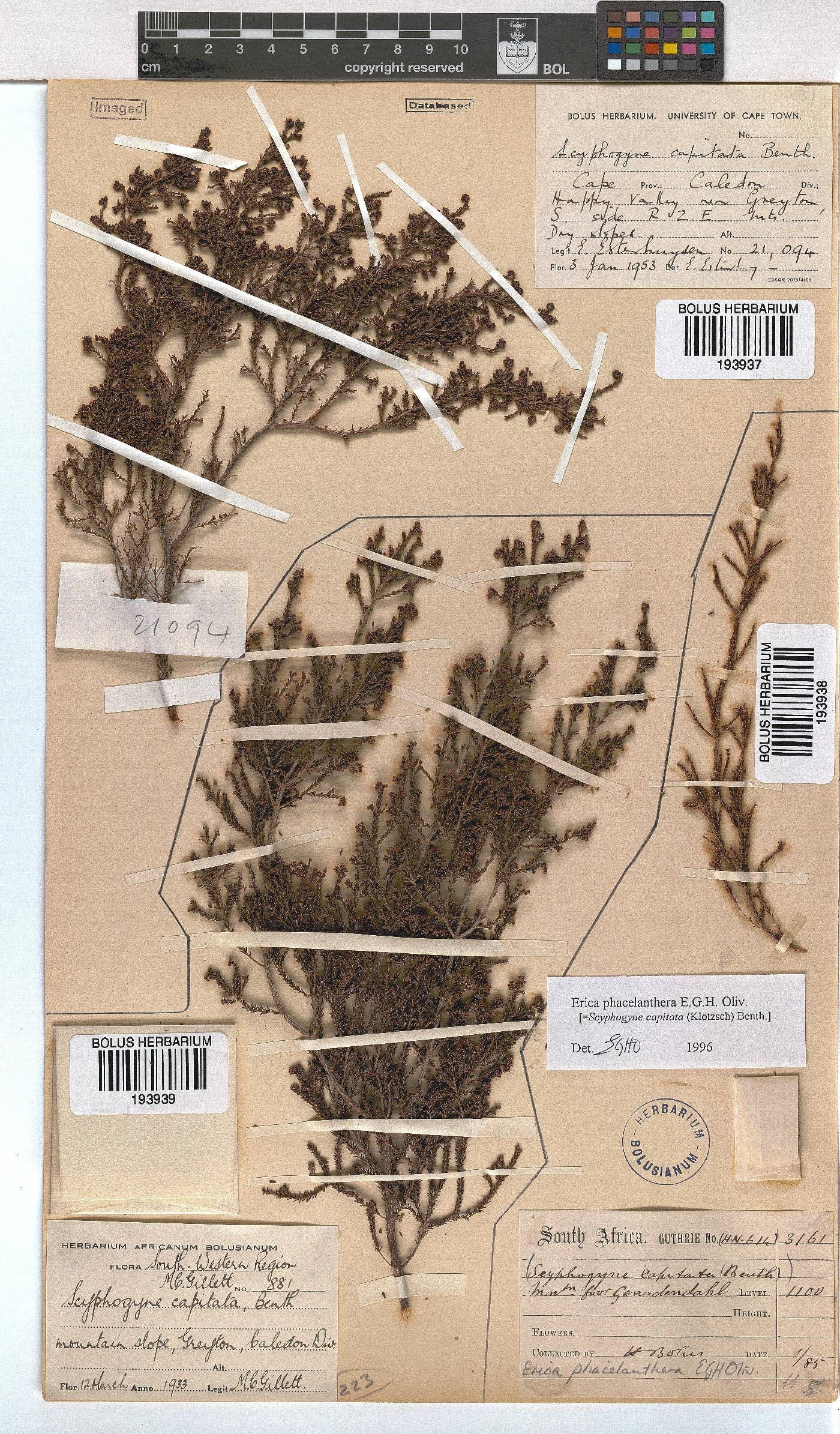 Erica phacelanthera image