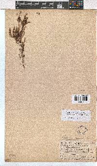 Erica phacelanthera image