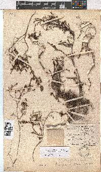 Erica phacelanthera image